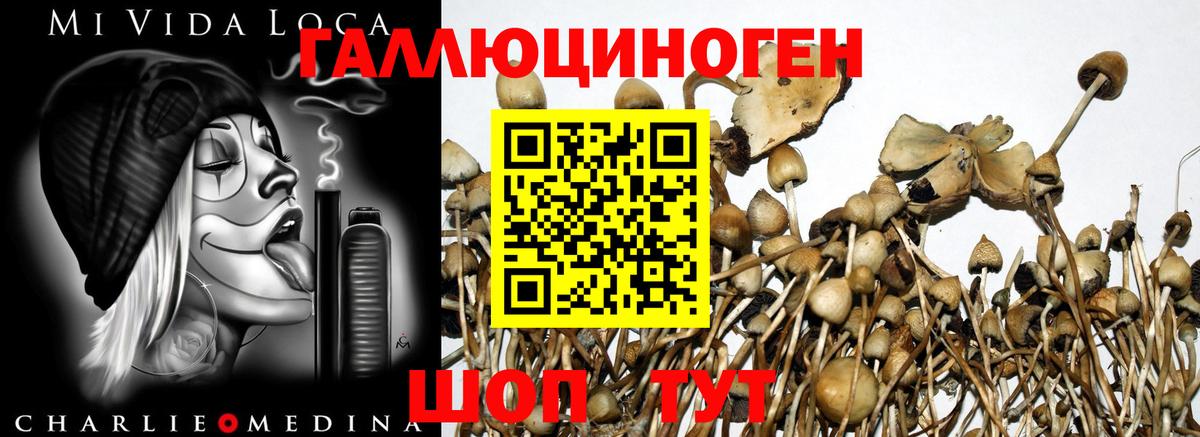 Псилоцибиновые грибы MAGIC MUSHROOMS Элиста