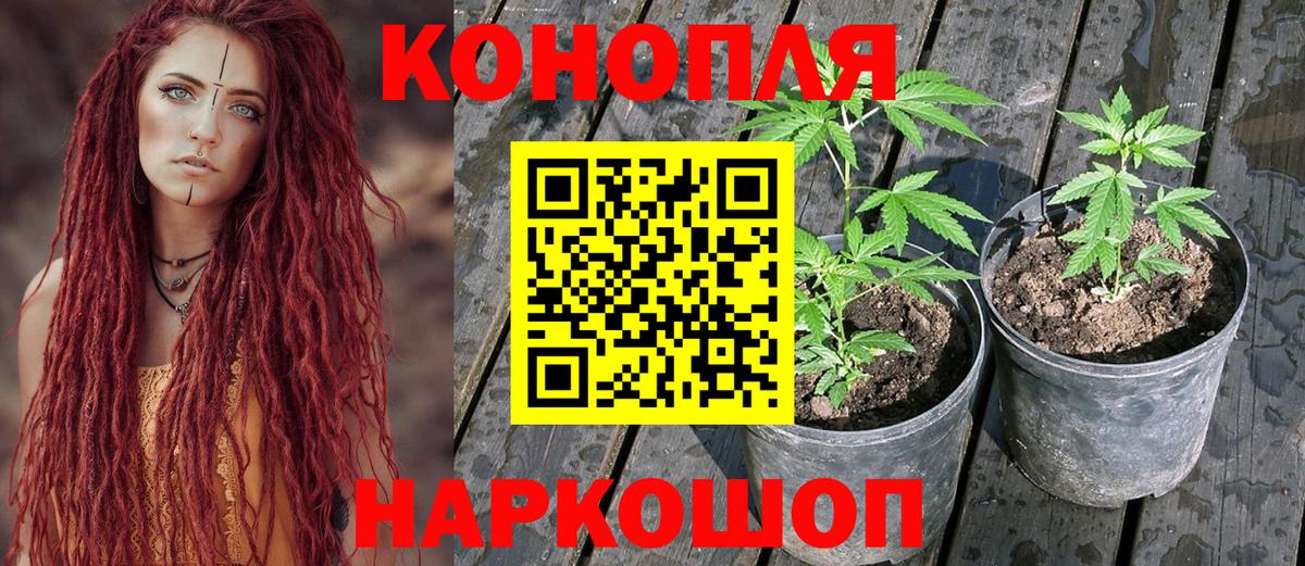 Шишки марихуана Bruce Banner Элиста